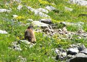 37 Marmotta nel verde